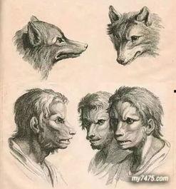 动物进化成人类视频