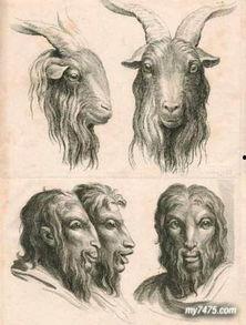 动物进化成人类视频