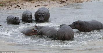 河马视频成人网站入口,带你探索成人娱乐的私密世界