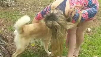 狗穿成人尿裤子视频,网友直呼可爱爆表