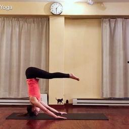 护肘成人运动瑜伽视频,成人运动损伤防护与康复指南