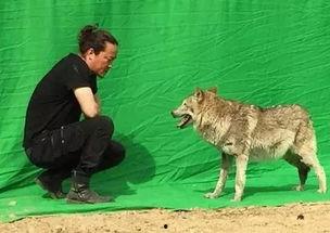 鼠狼可以变成人吗视频,鼠狼人间的奇幻之旅