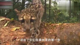 云豹视频成人,探索成人世界的光影秘境